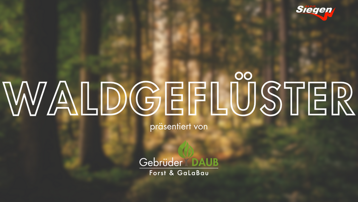 Waldgeflüster bei Radio Siegen