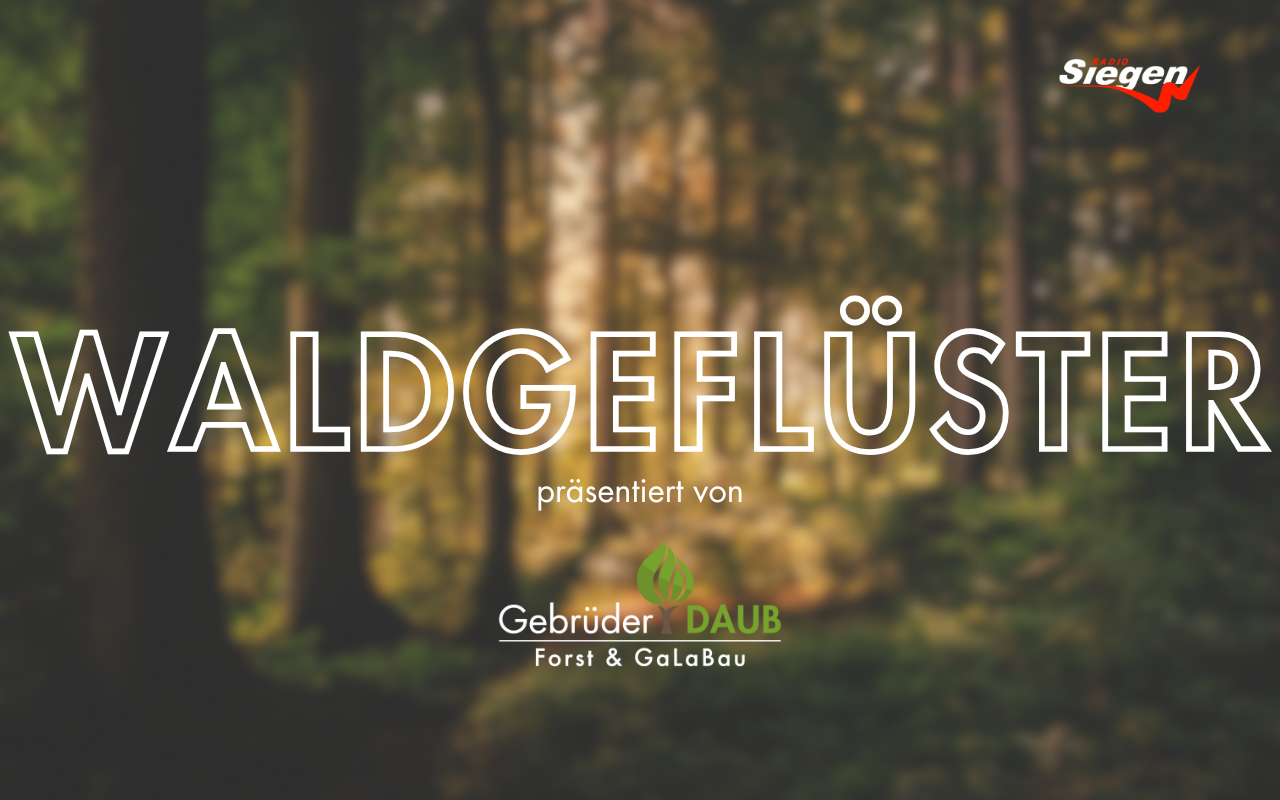 Waldgeflüster bei Radio Siegen