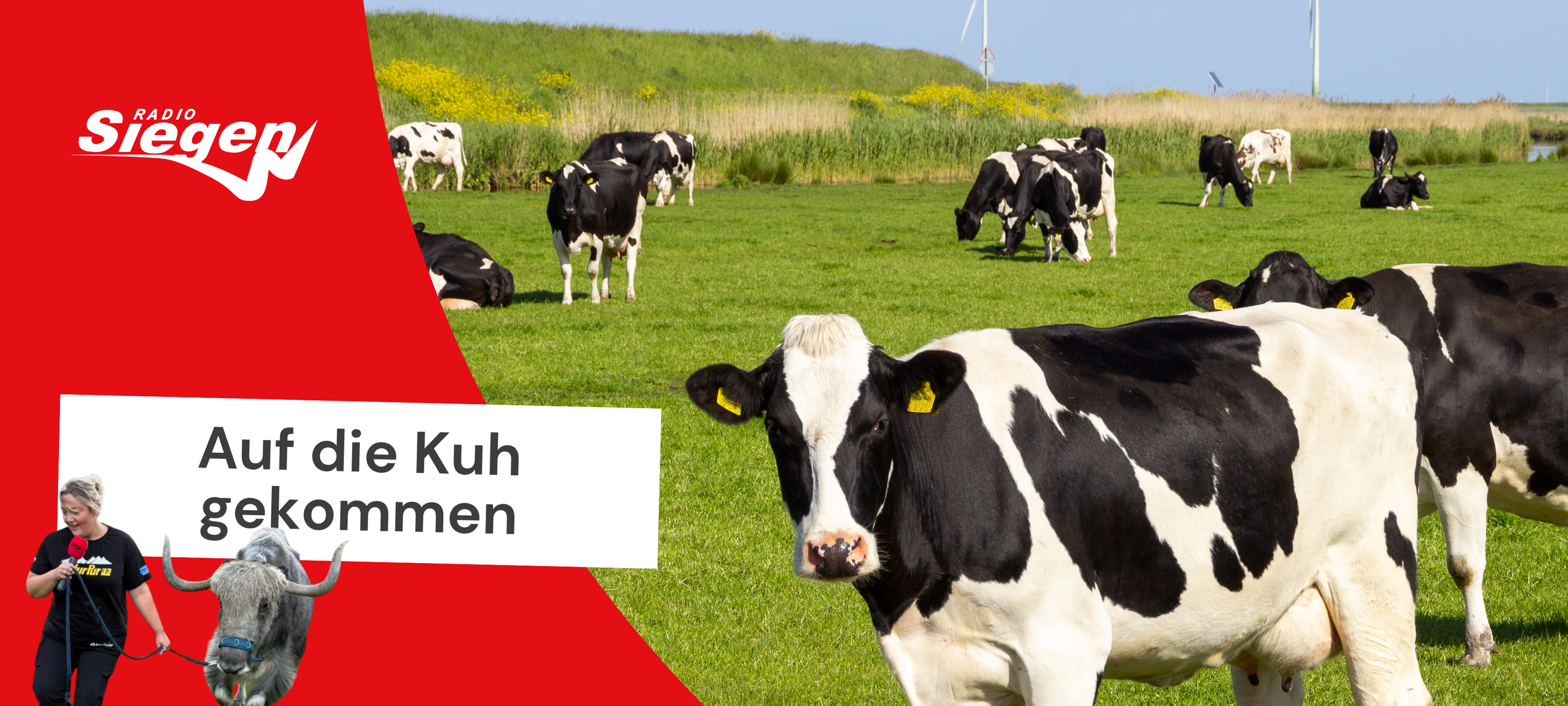 Auf die Kuh gekommen