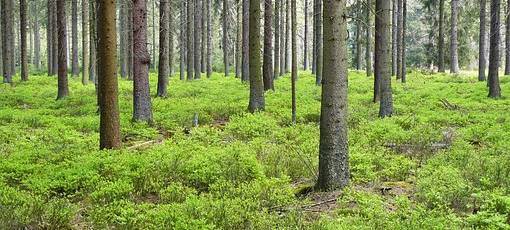 Trockenheit: Situation vor allem in Wittgensteiner Wäldern dramatisch