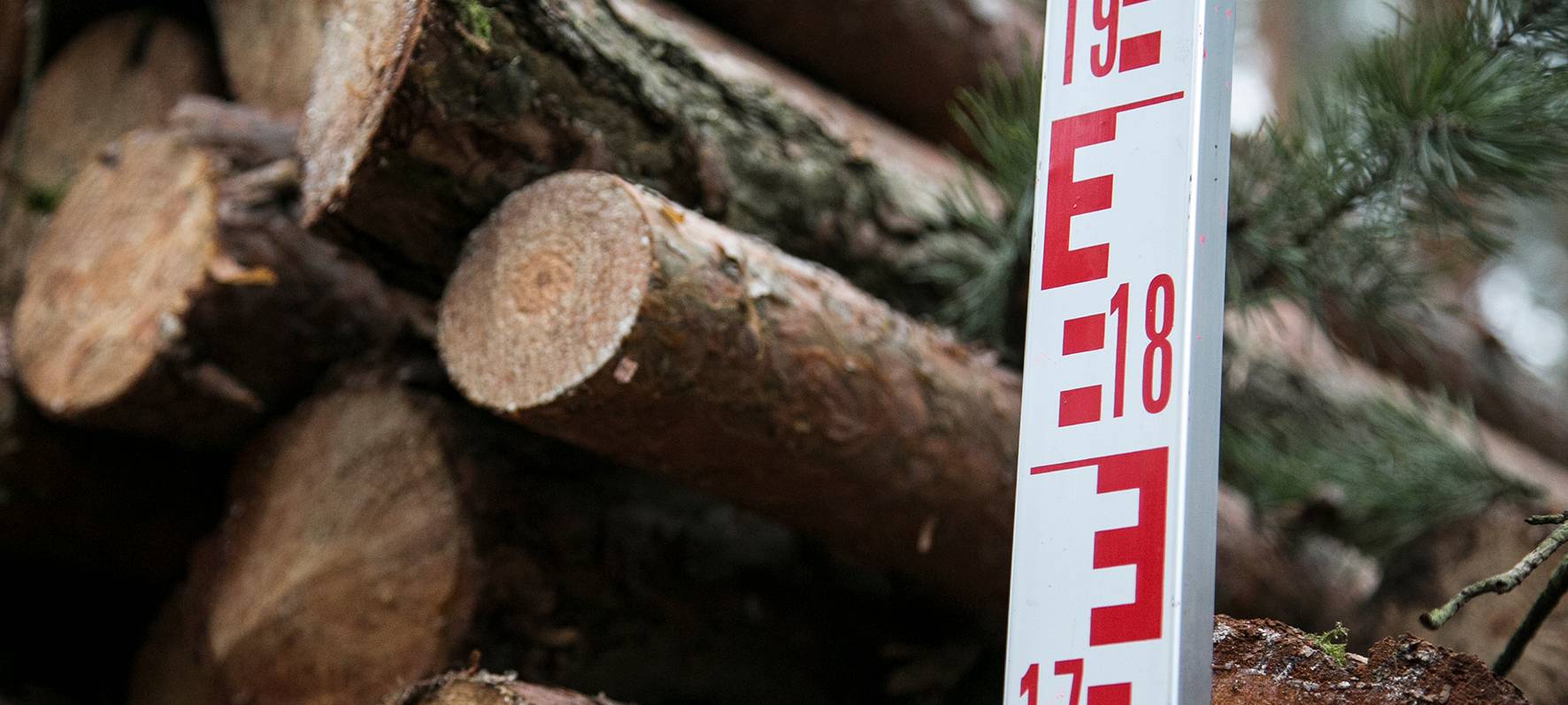 Straßen NRW schneidet Bäume und Sträucher