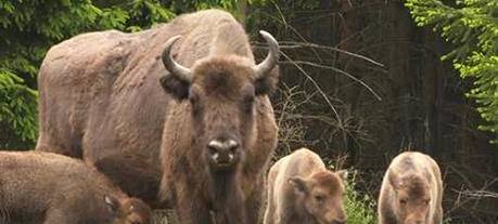 Neues Treffen im Wisent-Streit