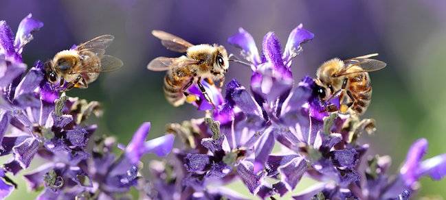 Insektensterben bei uns nicht so ausgeprägt wie in anderen Regionen