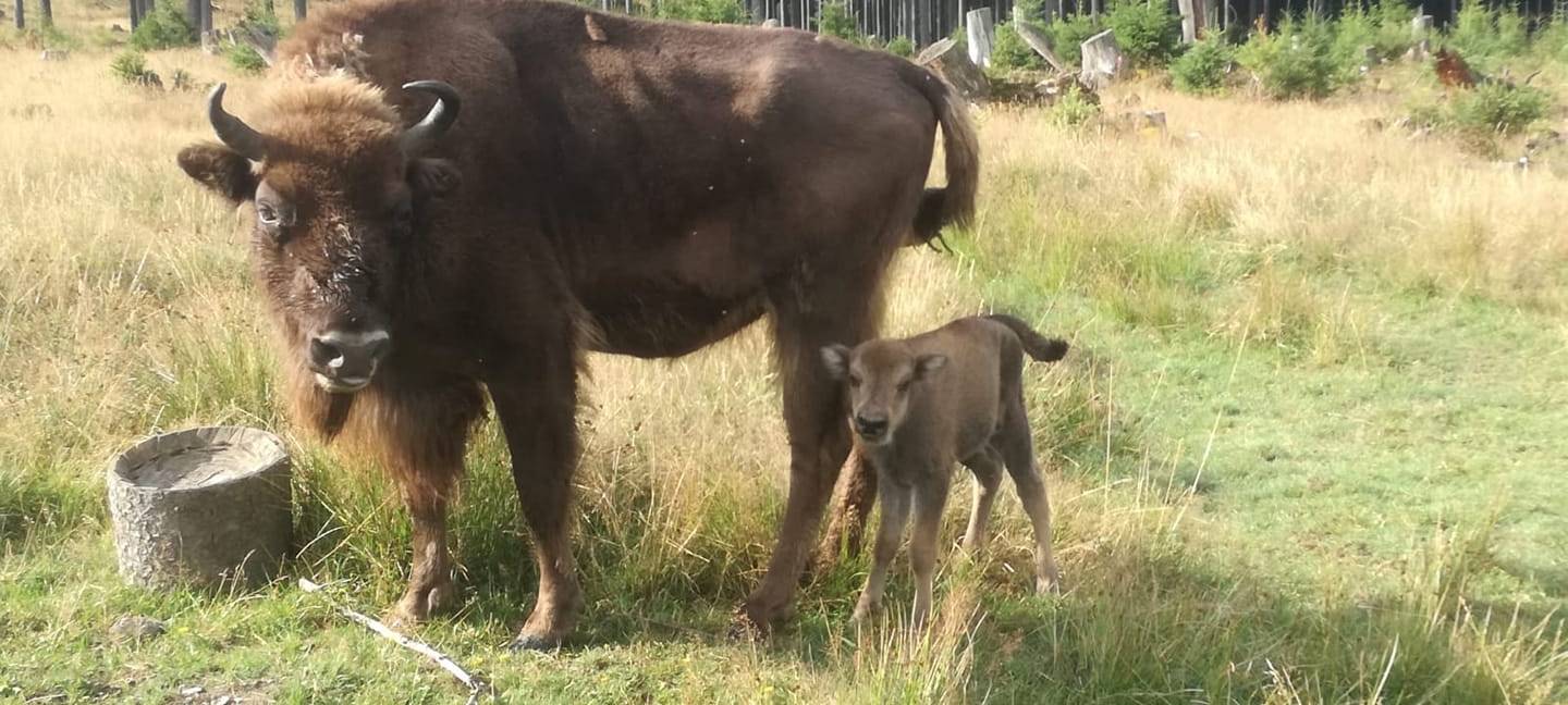 Neues Wisent-Kalb geboren
