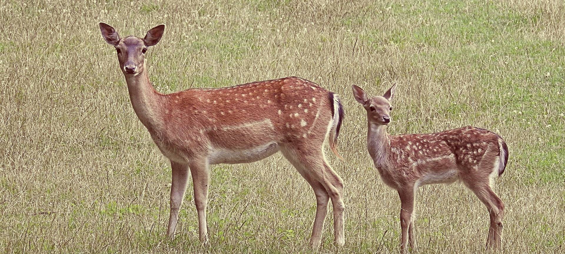 Brunftzeit beim Rehwild