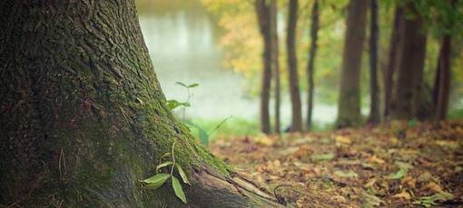 Burbach bekommt einen "Bürgerwald"
