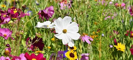 Begrünte Bushaltestellen-Dächer gegen das Insektensterben