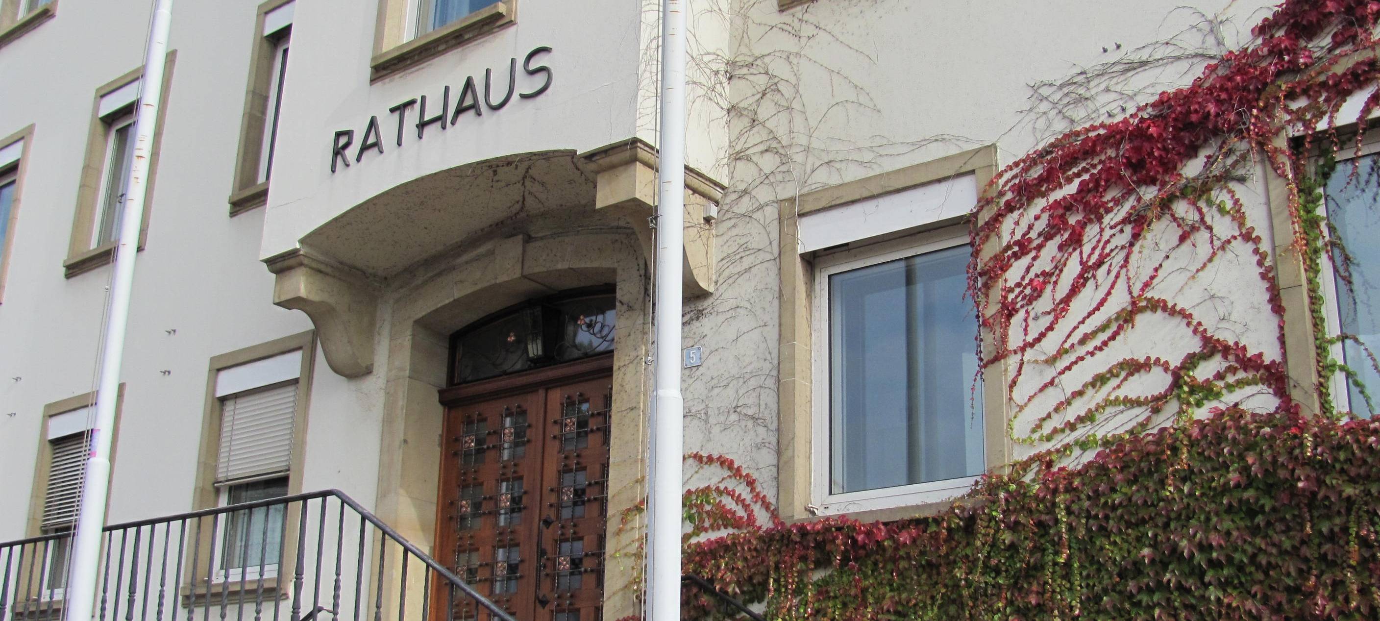 Kreuztal sucht einen Weihnachtsbaum