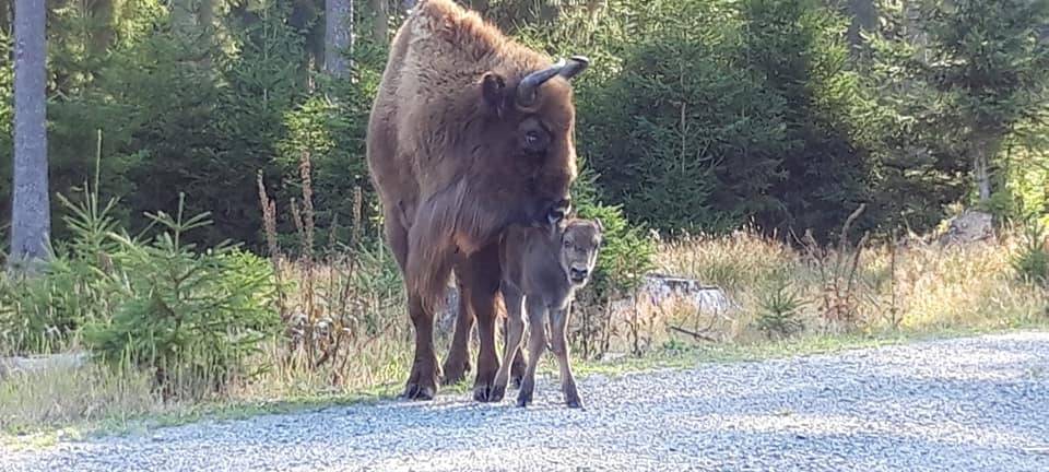 Nachwuchs in der Wisent Welt