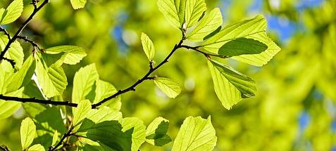 "Plant for the Planet" will weitere Bäume pflanzen