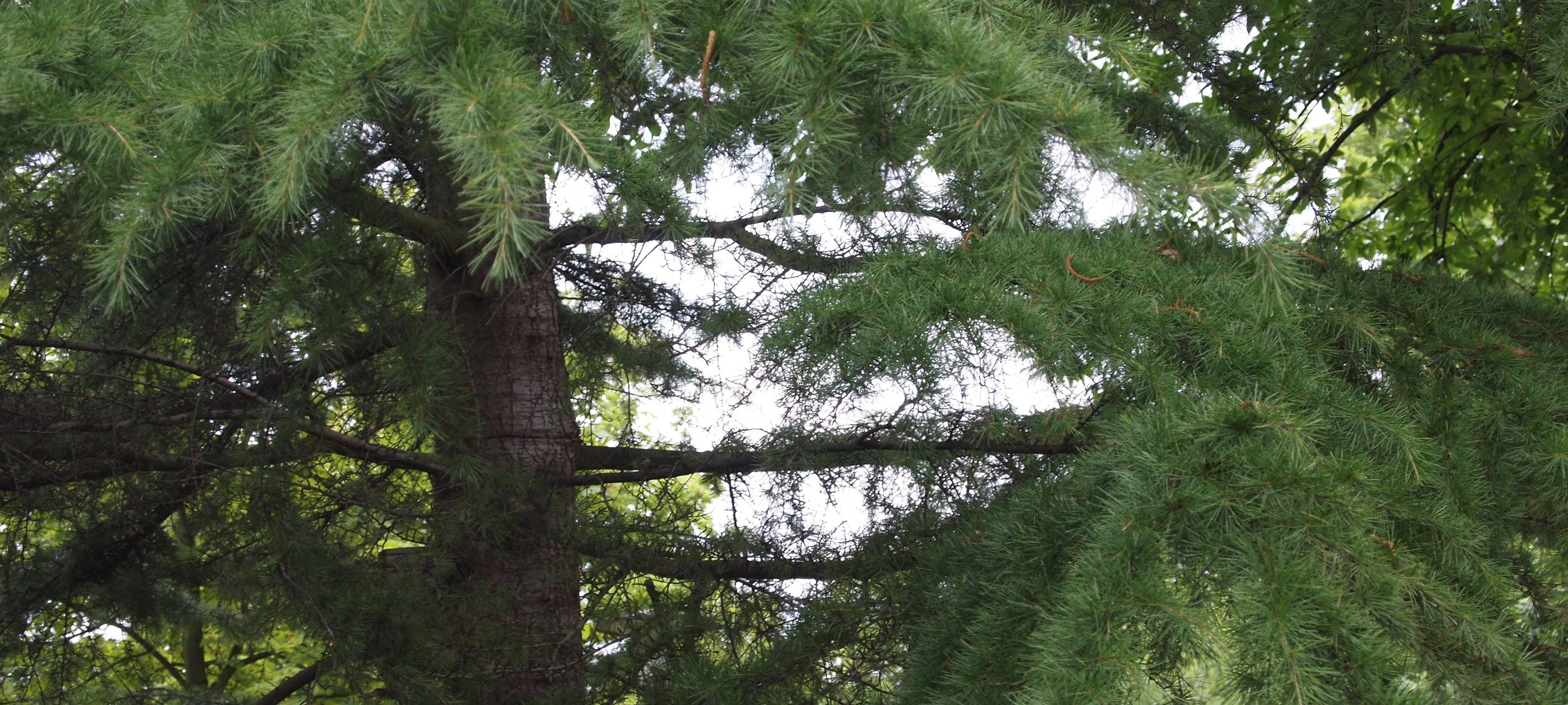 Zwei Bäume neben Eichener Hauptschule gefällt