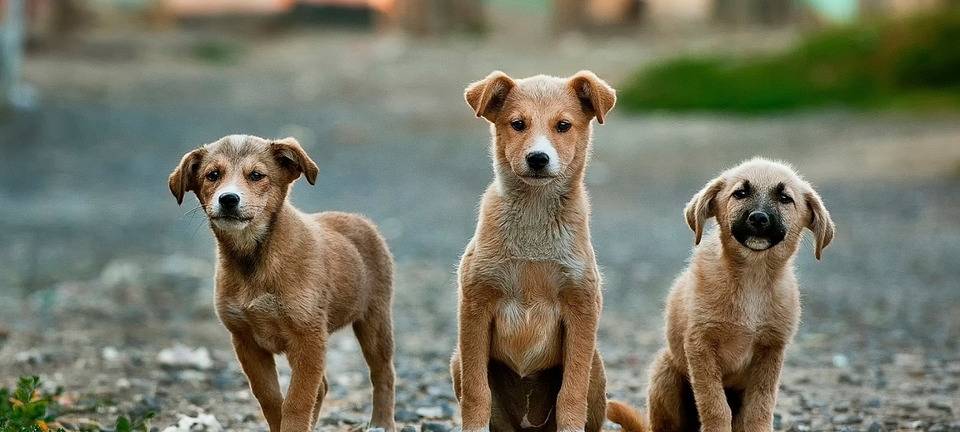 Hundesteuer in Neunkirchen am niedrigsten