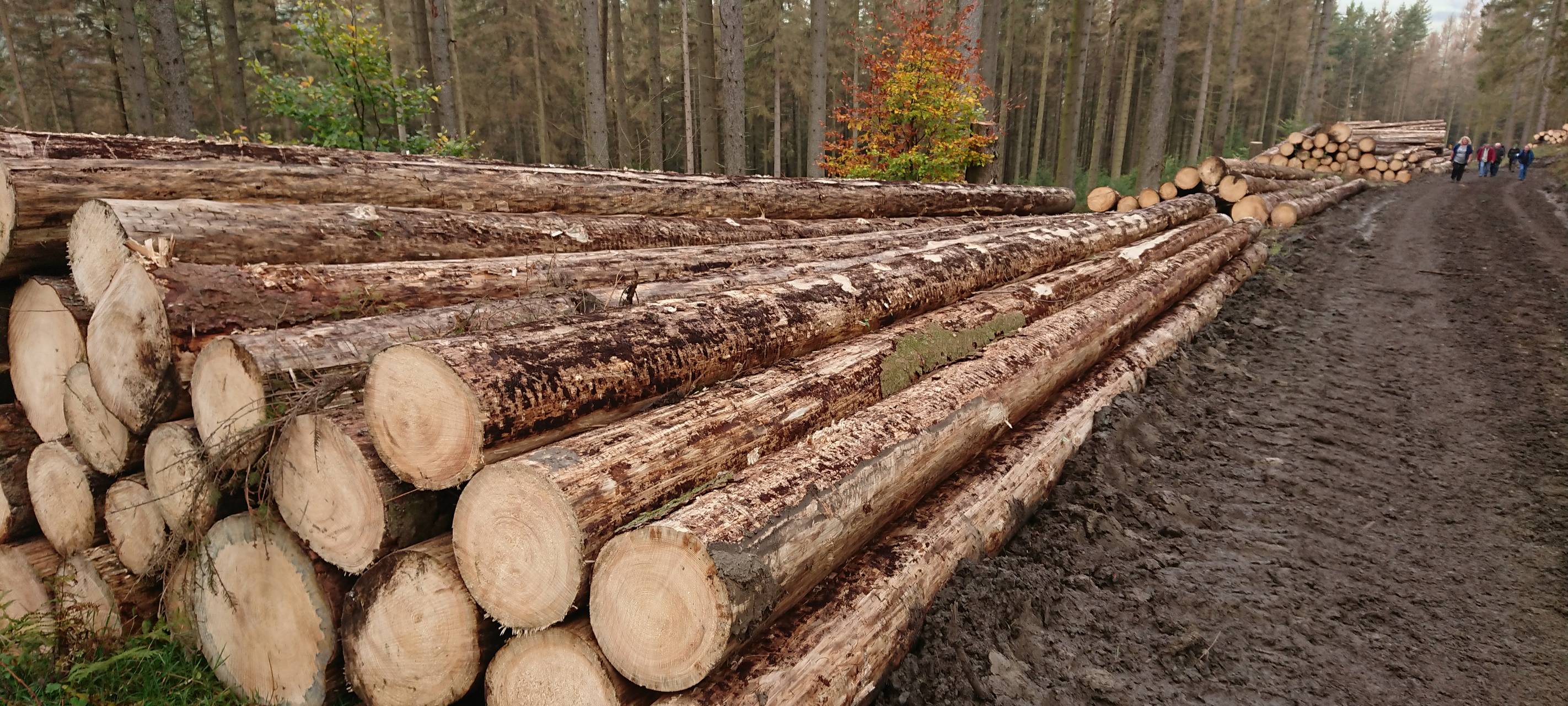 "Gigantischer Käferbefall"