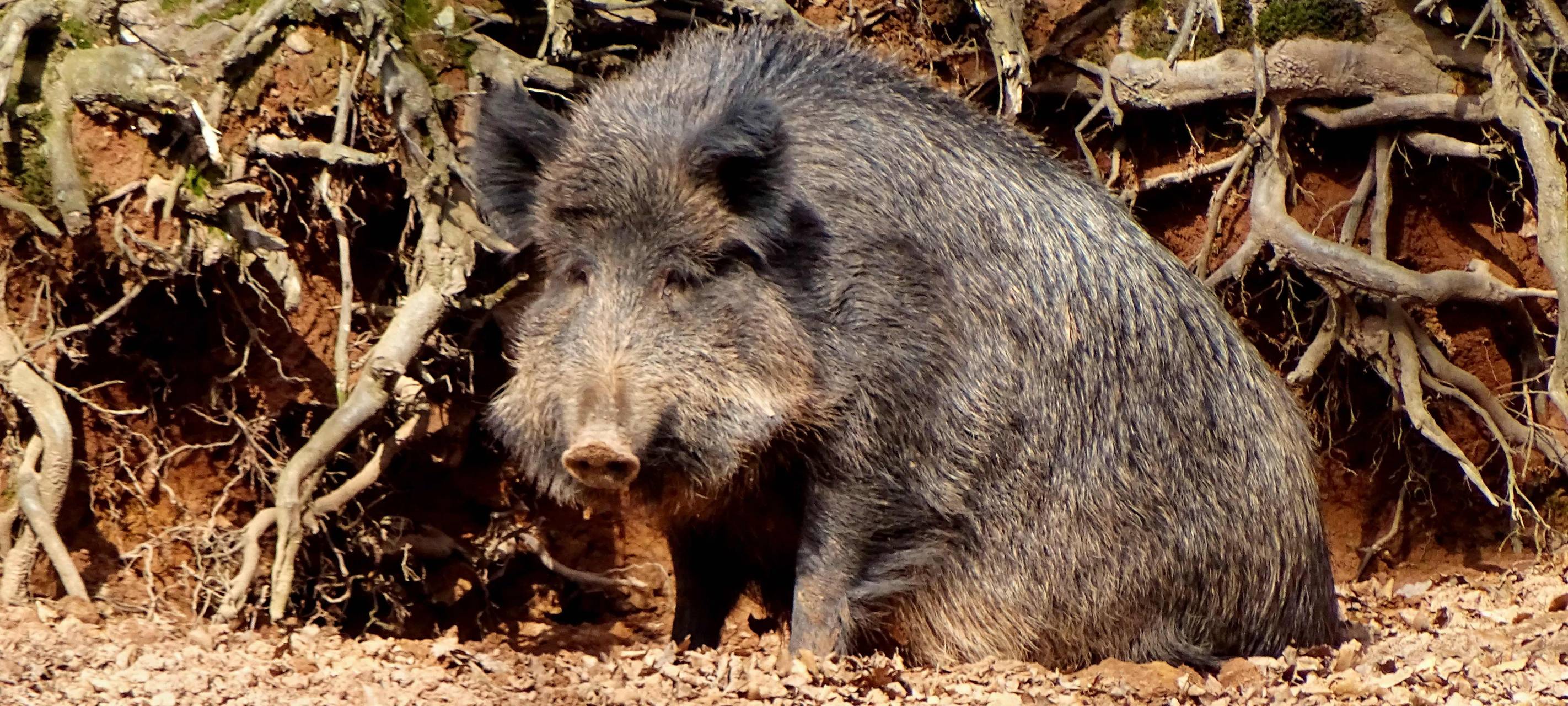 Gut auf Seuche vorbereitet