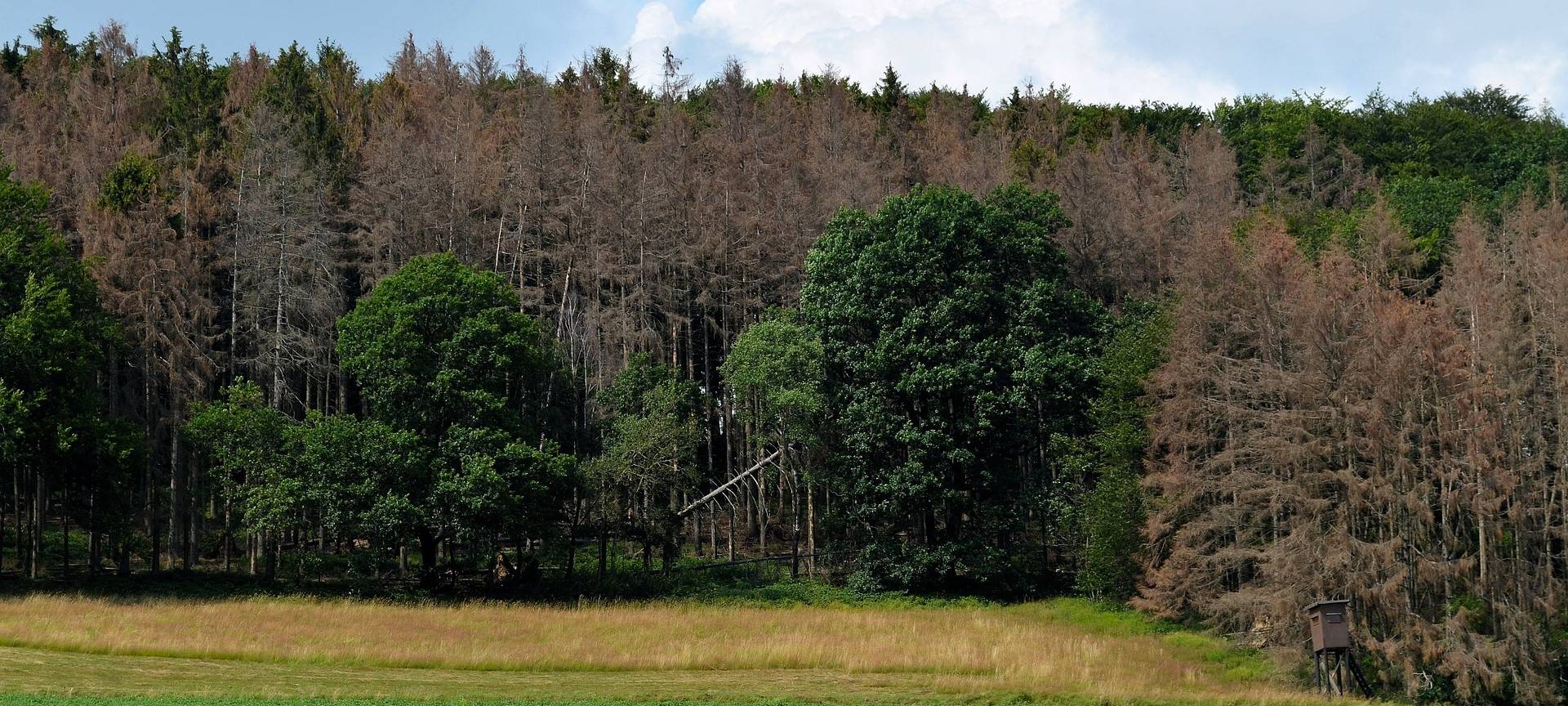 IG BAU fordert mehr Forstleute