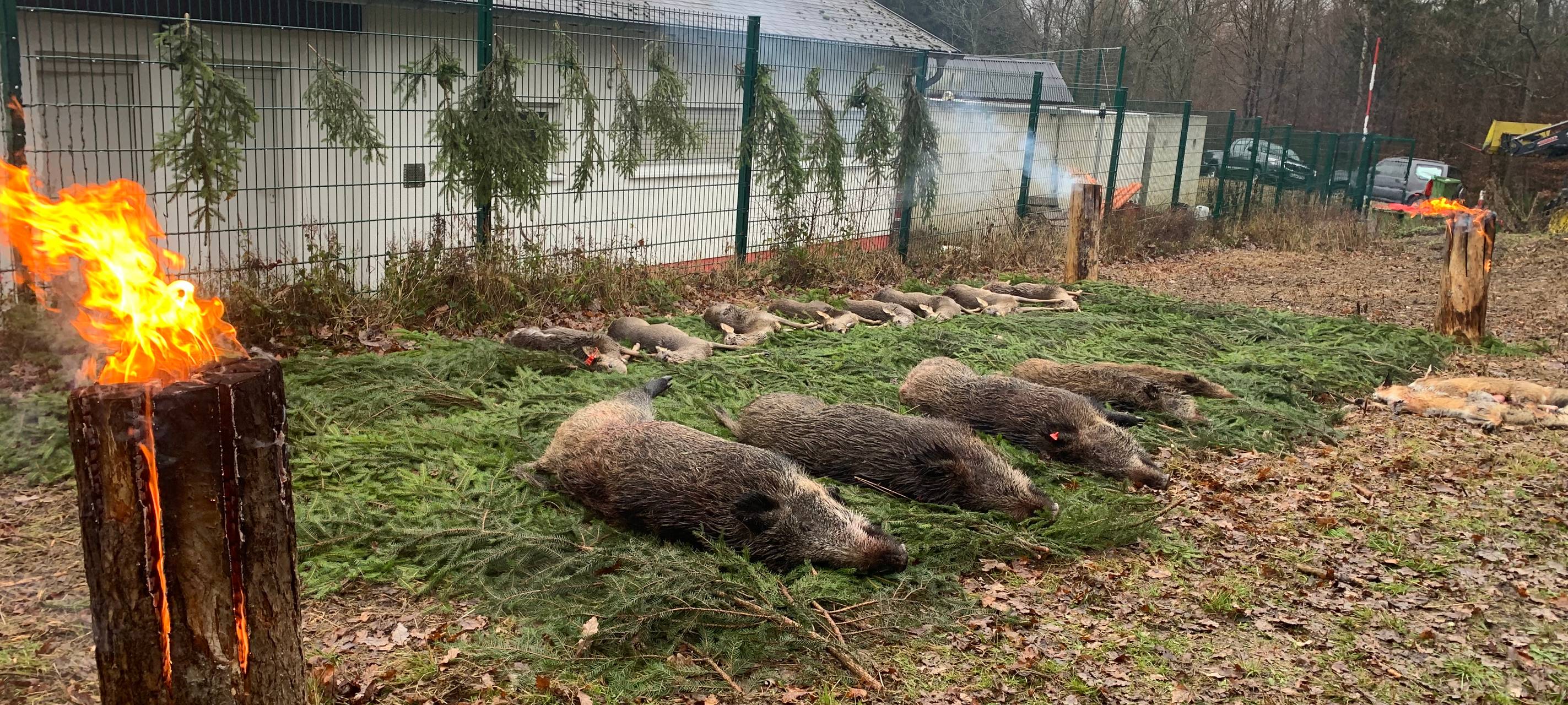 Drückjagd blieb unter den Erwartungen