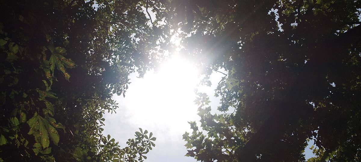 SPD fordert mehr Einsatz für den Wald