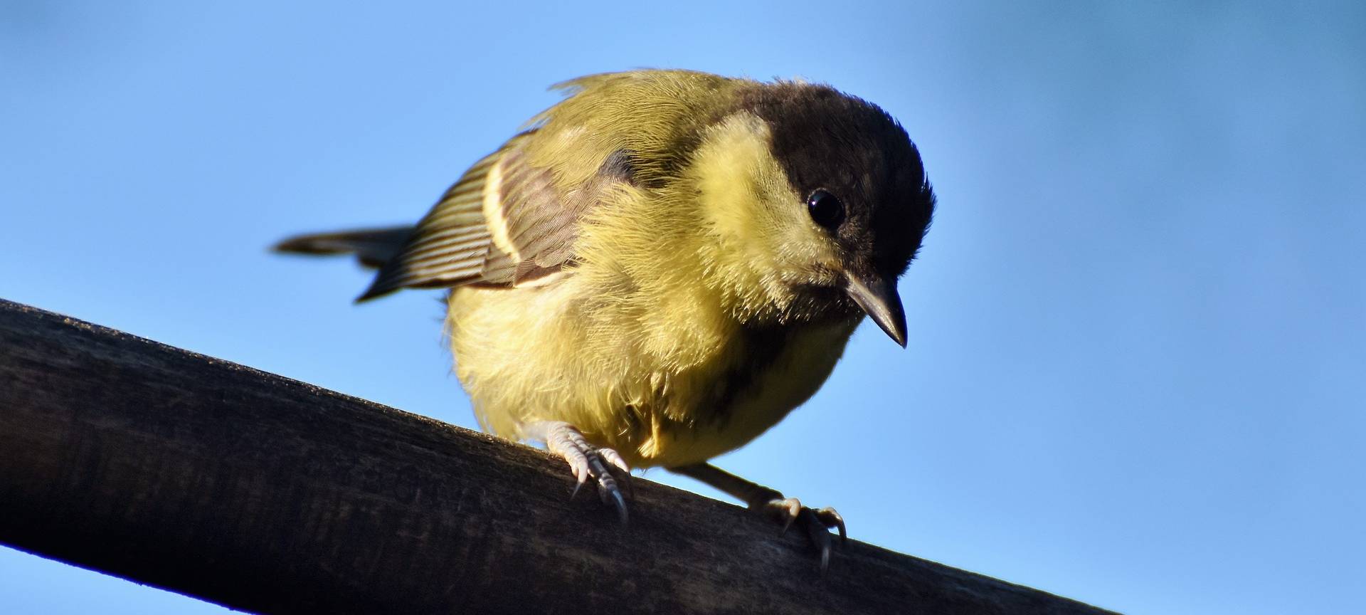 Mitmachaktion startet wieder