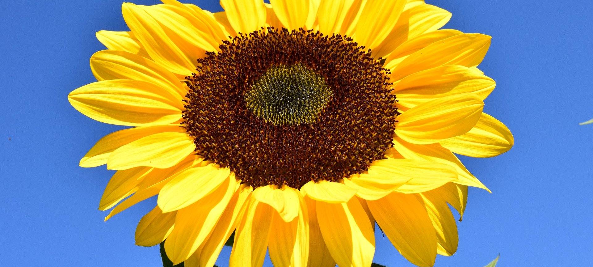 Die Grünen gab es in Siegen schon vor Parteigründung