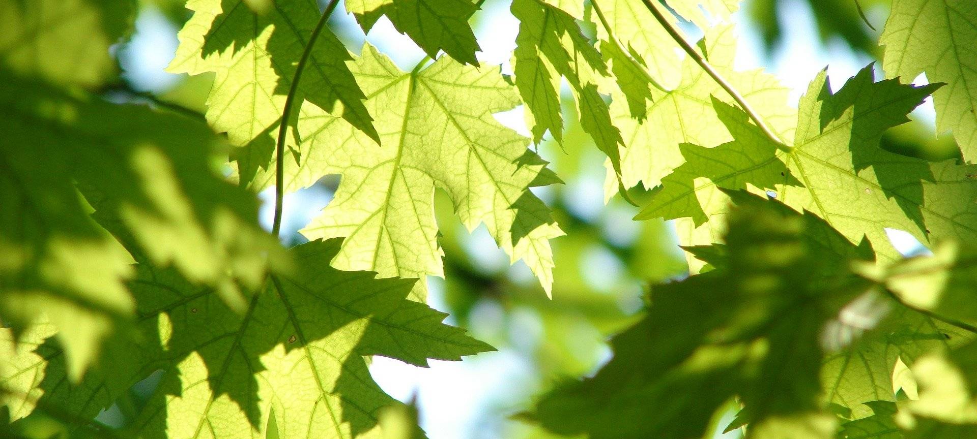 Autohaus Keller pflanzt viele Bäume