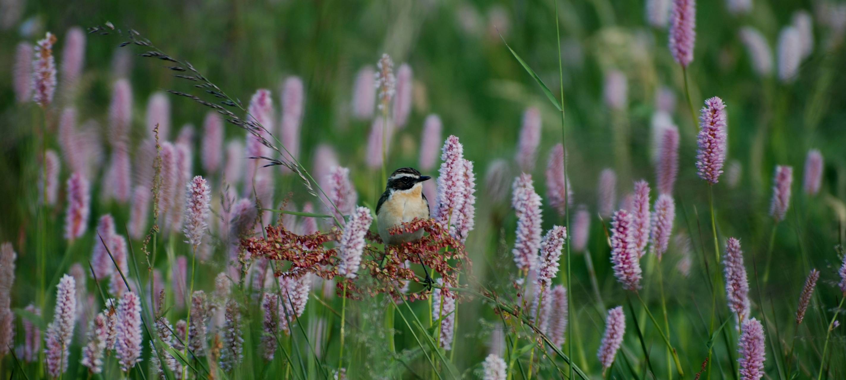 Vogelschutz bei Burbach
