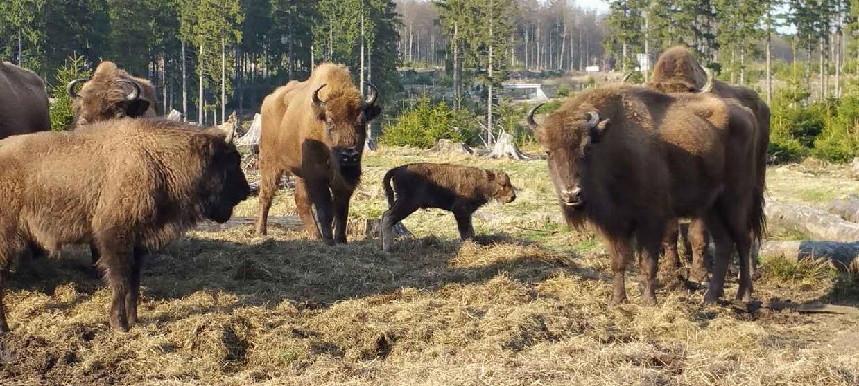 Wisent-Herde wieder komplett