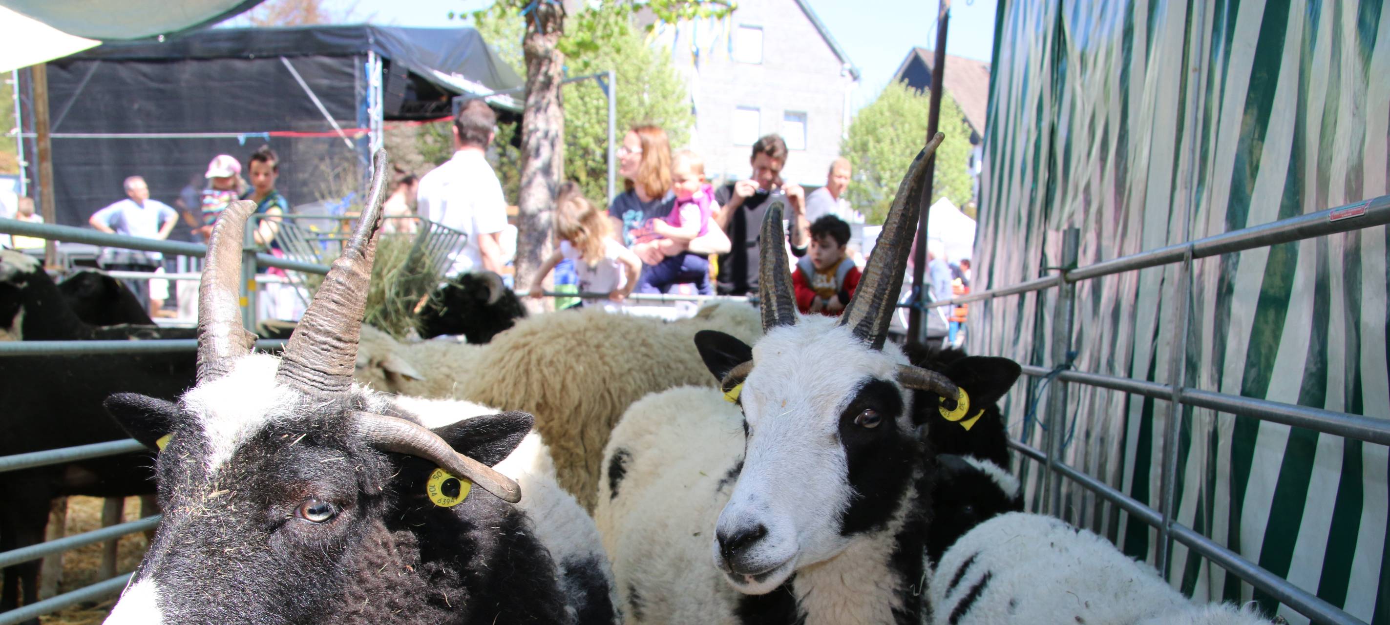 32. Wollmarkt abgesagt