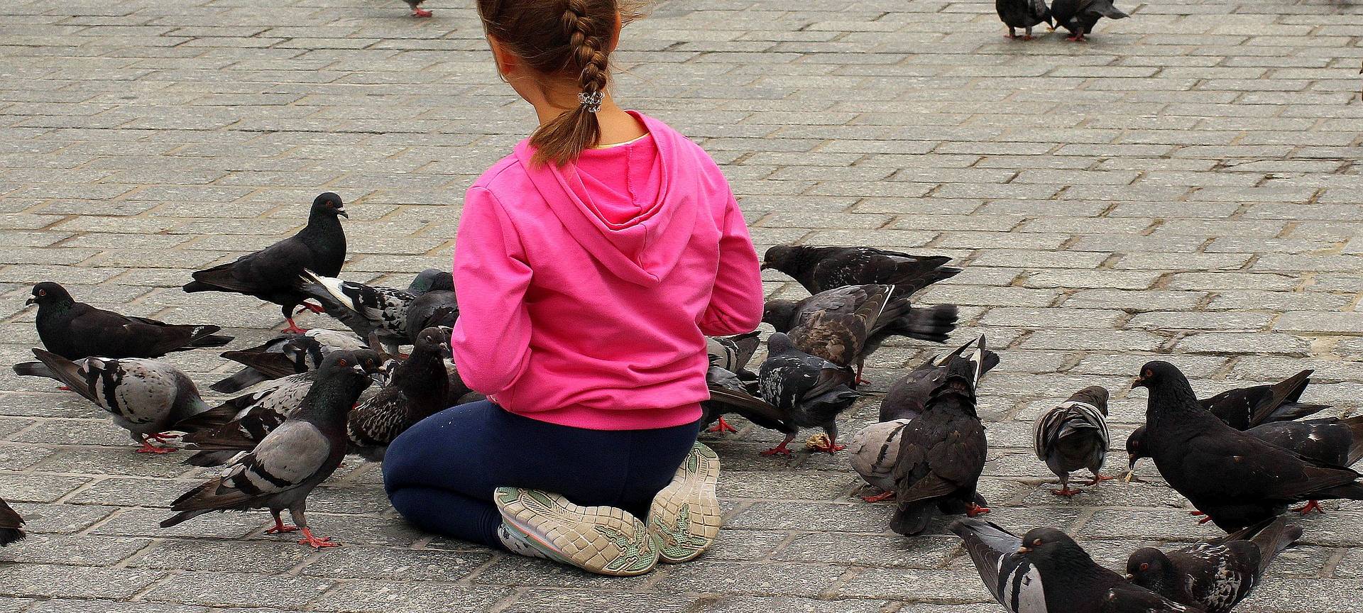 Tauben sollen nicht gefüttert werden