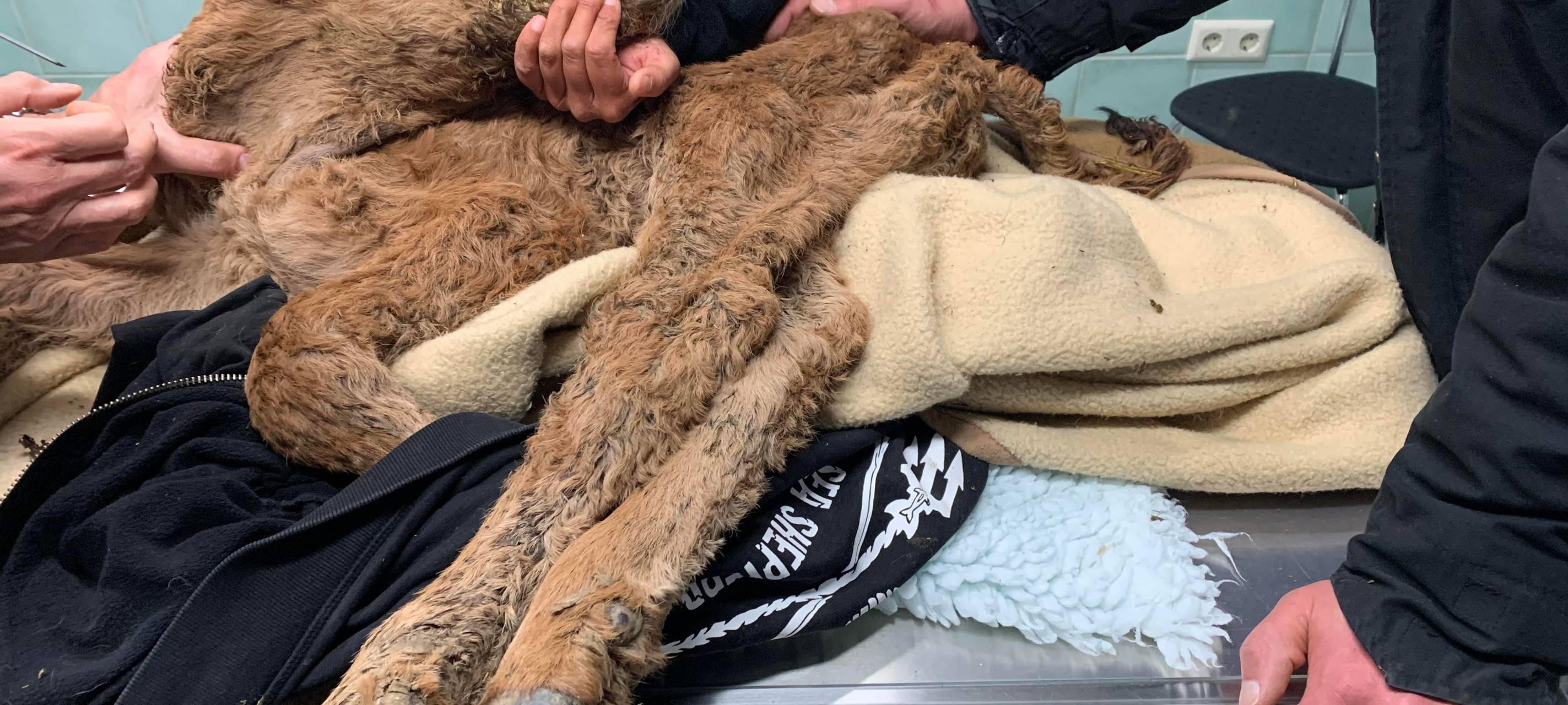 Kreisveterinäramt ermittelt wegen möglicher Tiermisshandlung