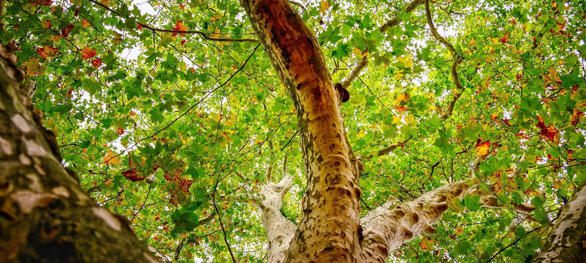 Platane am Siegener ZOB darf bleiben
