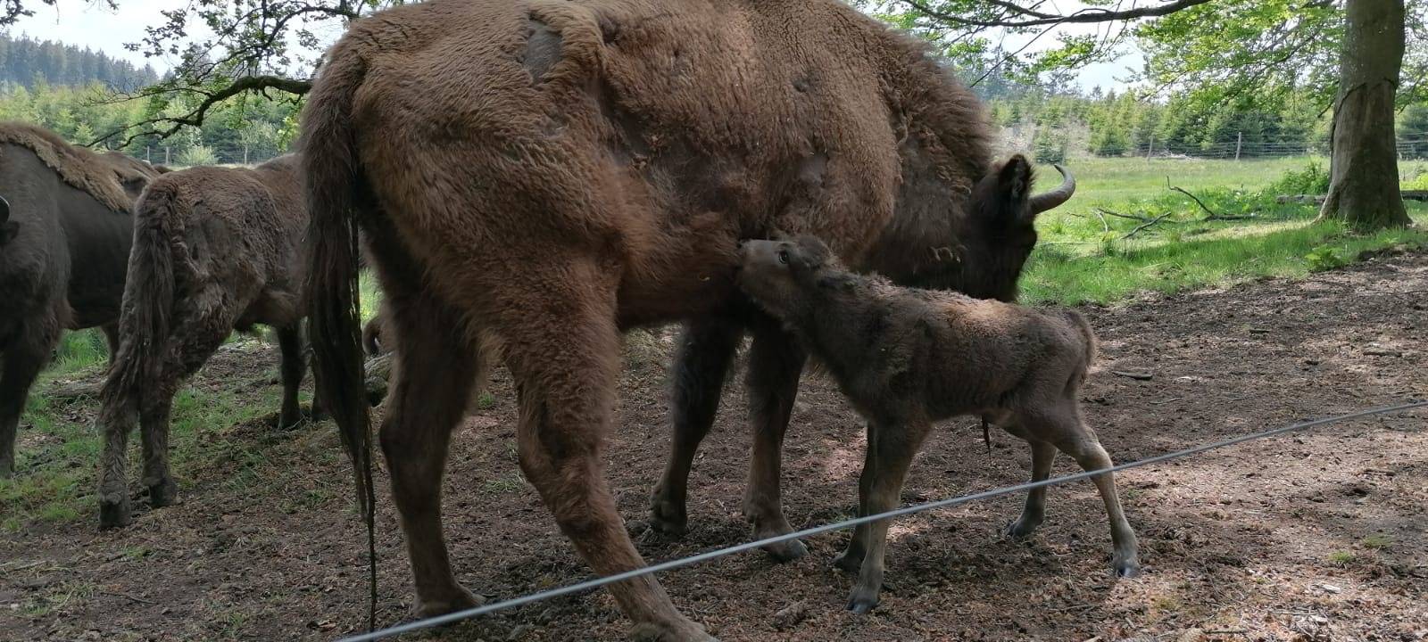 Nachwuchs in der Wisent-Wildnis