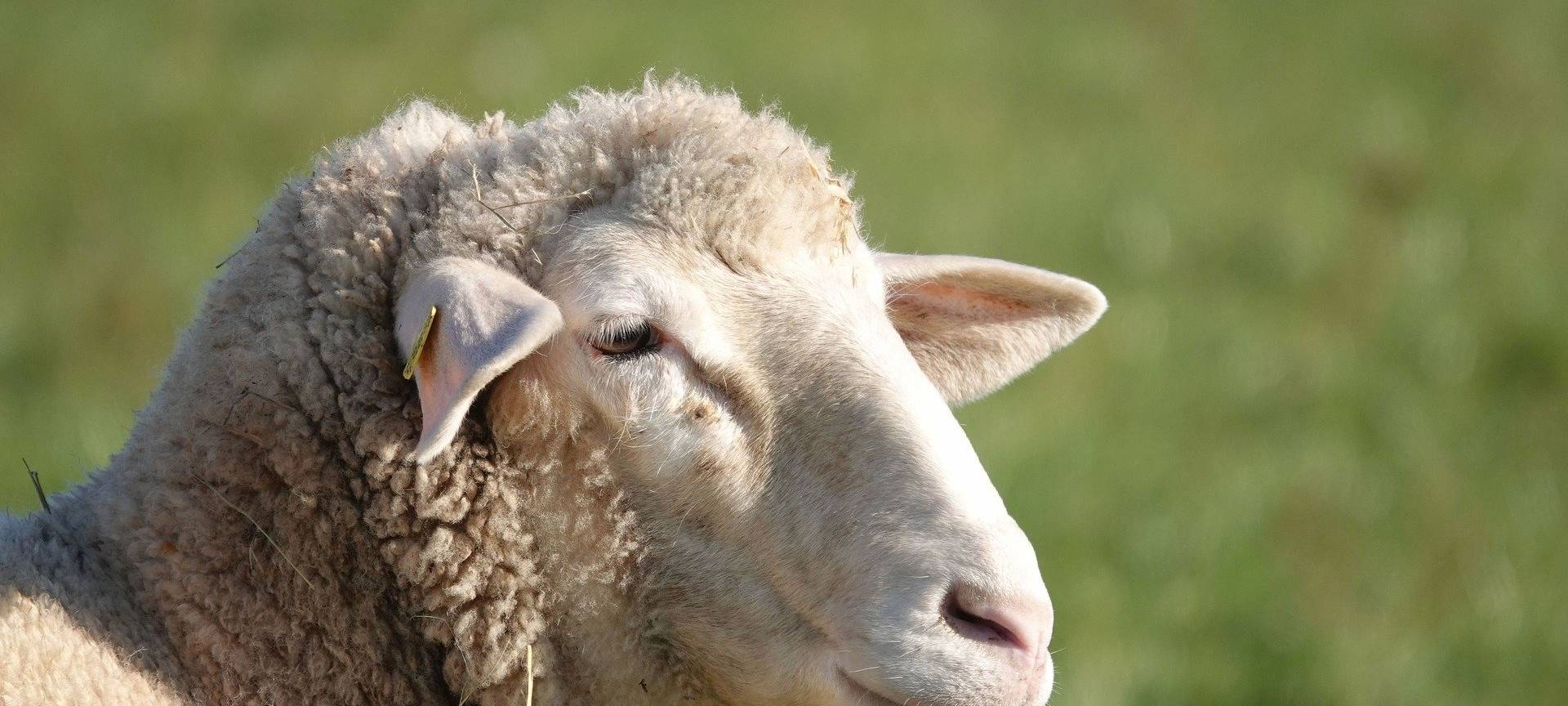 Schafe in Niederndorf gerissen