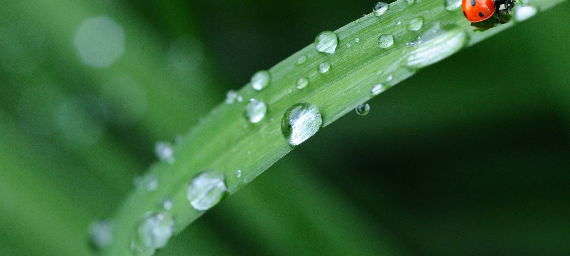 Regen entspannt die Lage in der Landwirtschaft