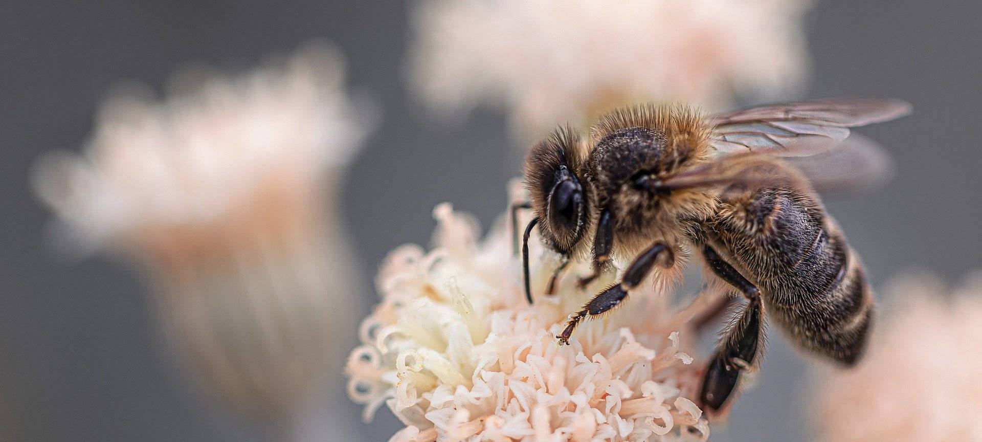 Zahl der Honigbienen steigt
