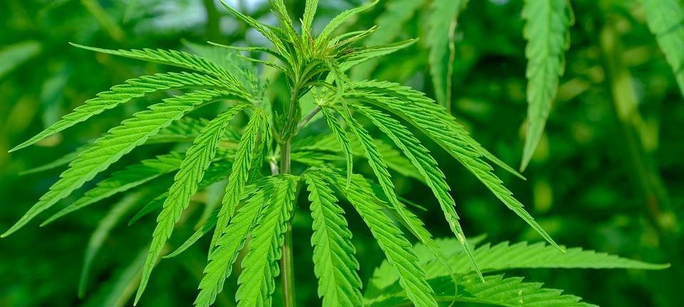 Umstrittenes Vorhaben