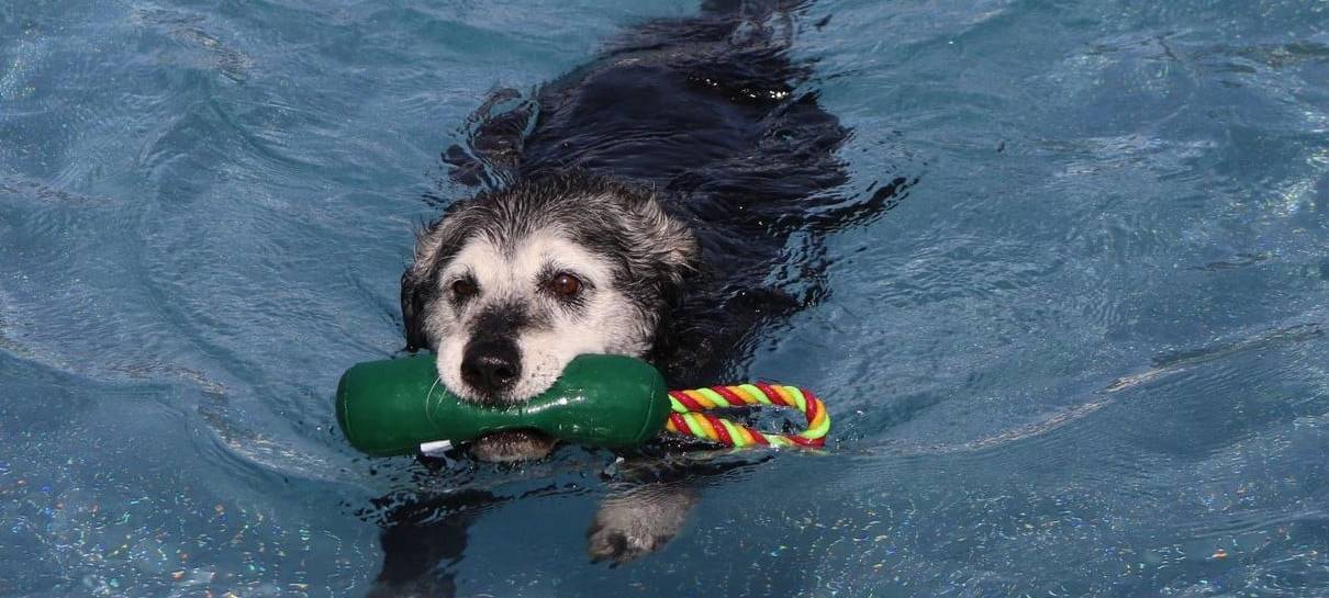 Sonntag Hundeschwimmen