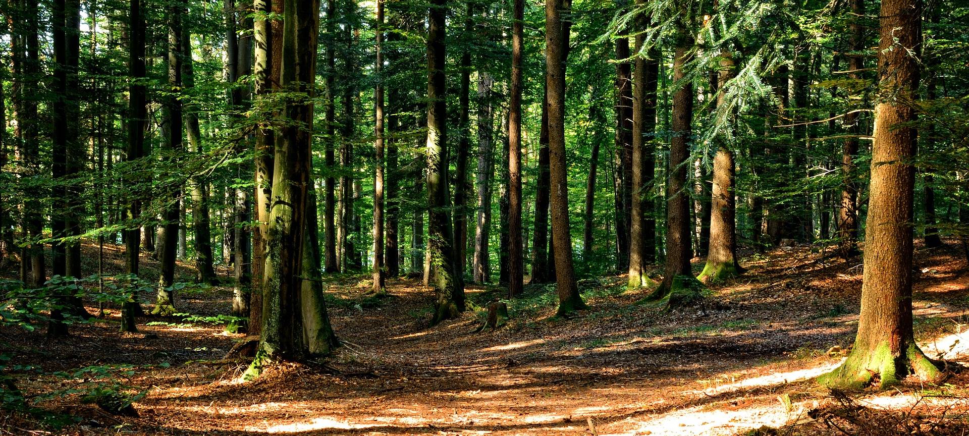 Borkenkäfer und Trockenheit machen neues Waldkonzept nötig