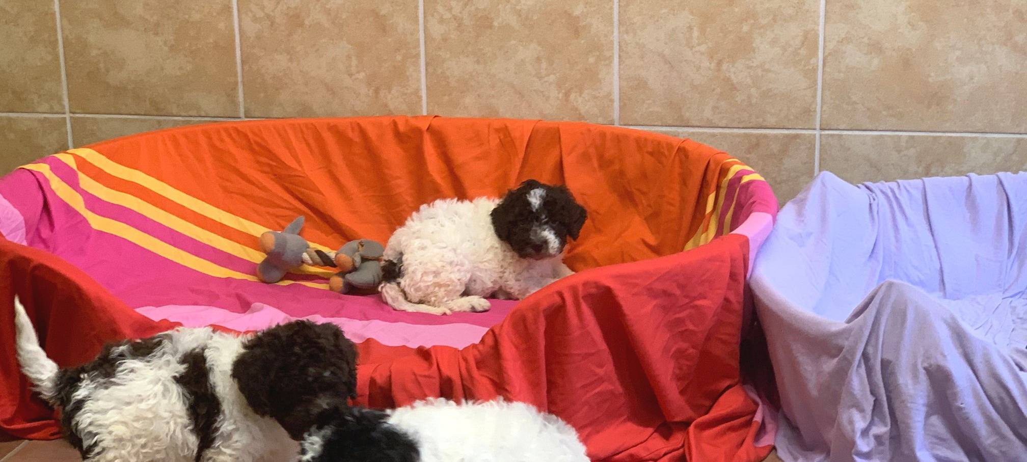 Polizei rettet Hundewelpen das Leben