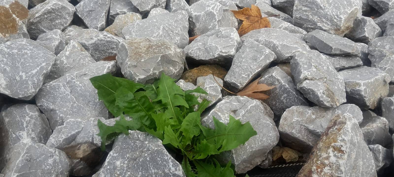 Erndtebrücker Bauausschuss will keine Schottergärten