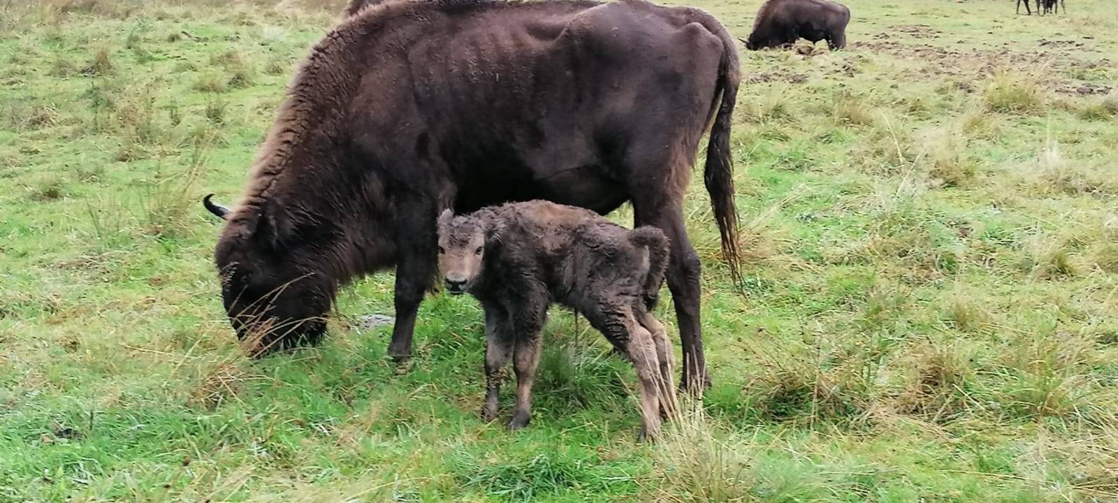 Nachwuchs bei den Wisenten