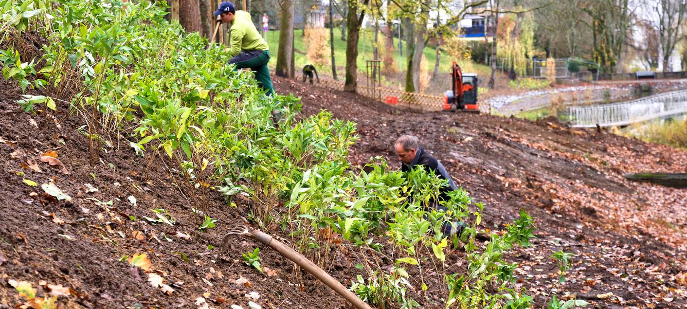 Dr.-Dudziak-Park in Geisweid wird neu bepflanzt