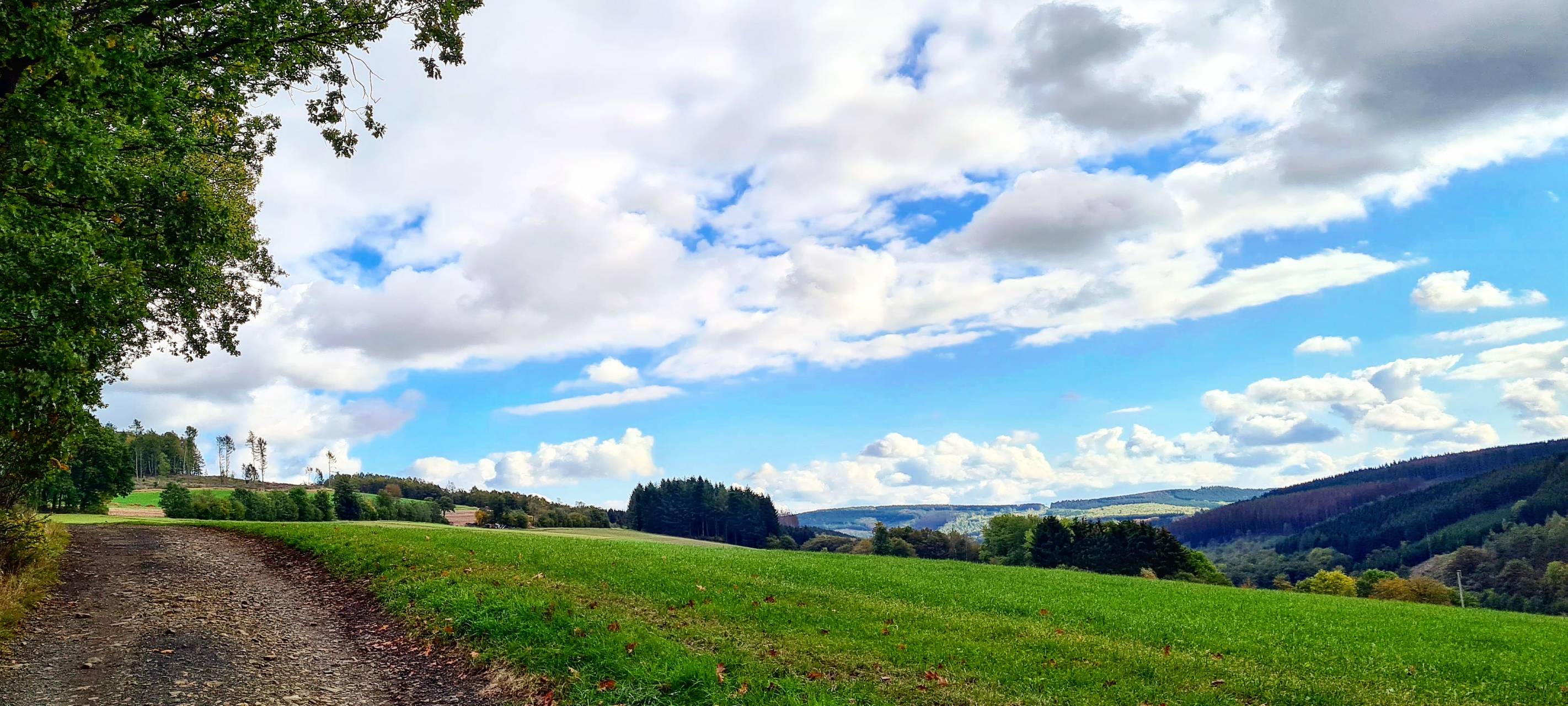 Bergmischwald für Netphen