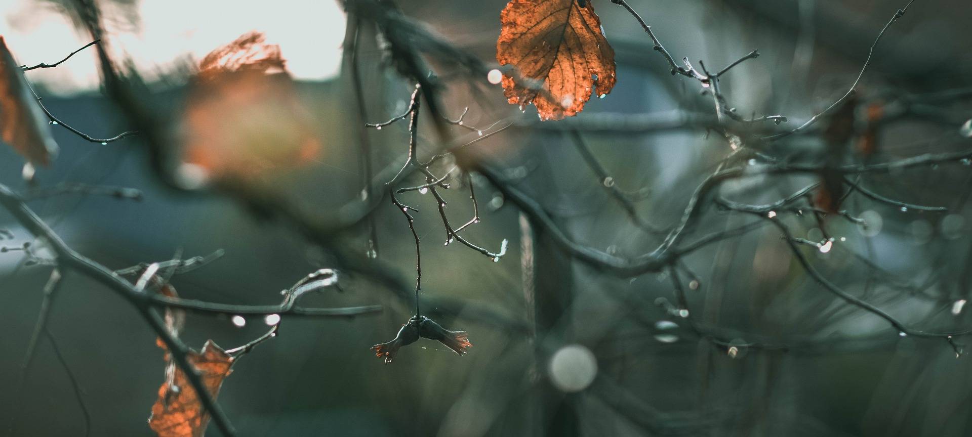 November in Siegen zu warm und trocken
