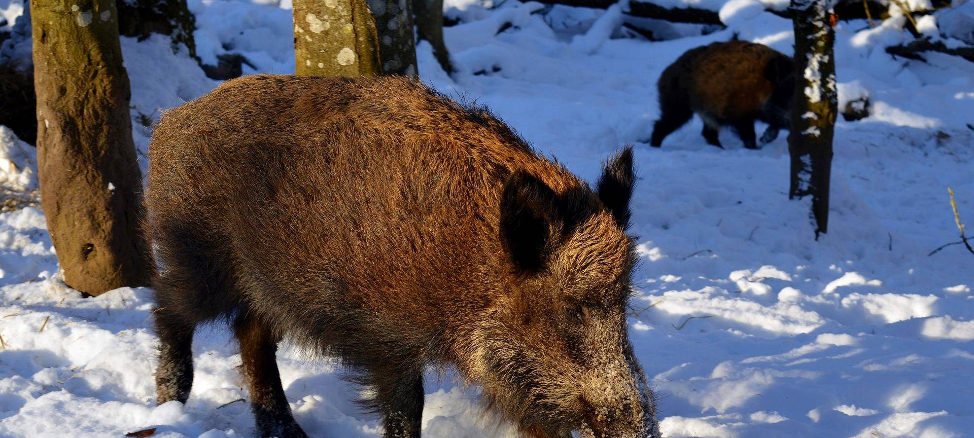 Afrikanische Schweinepest