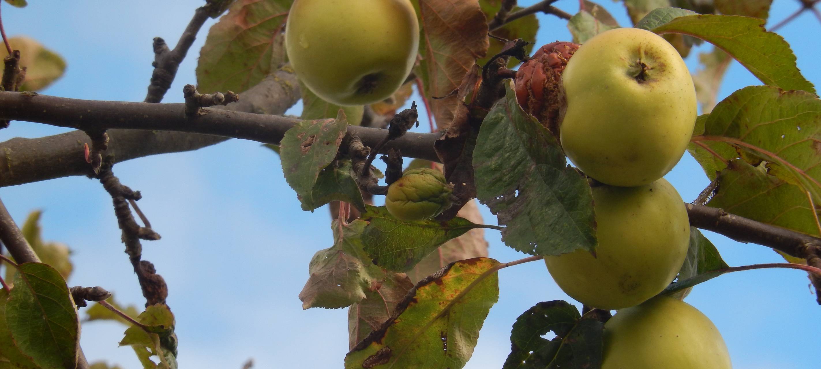 Kostenlos Obst pflücken in Kreuztal