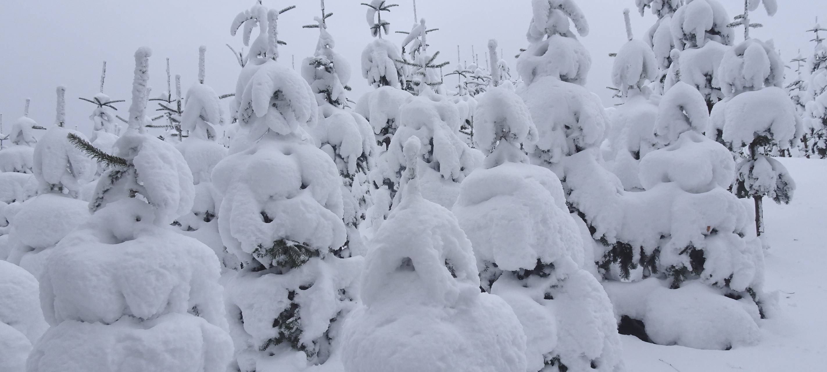 Wintermonat in Wittgenstein