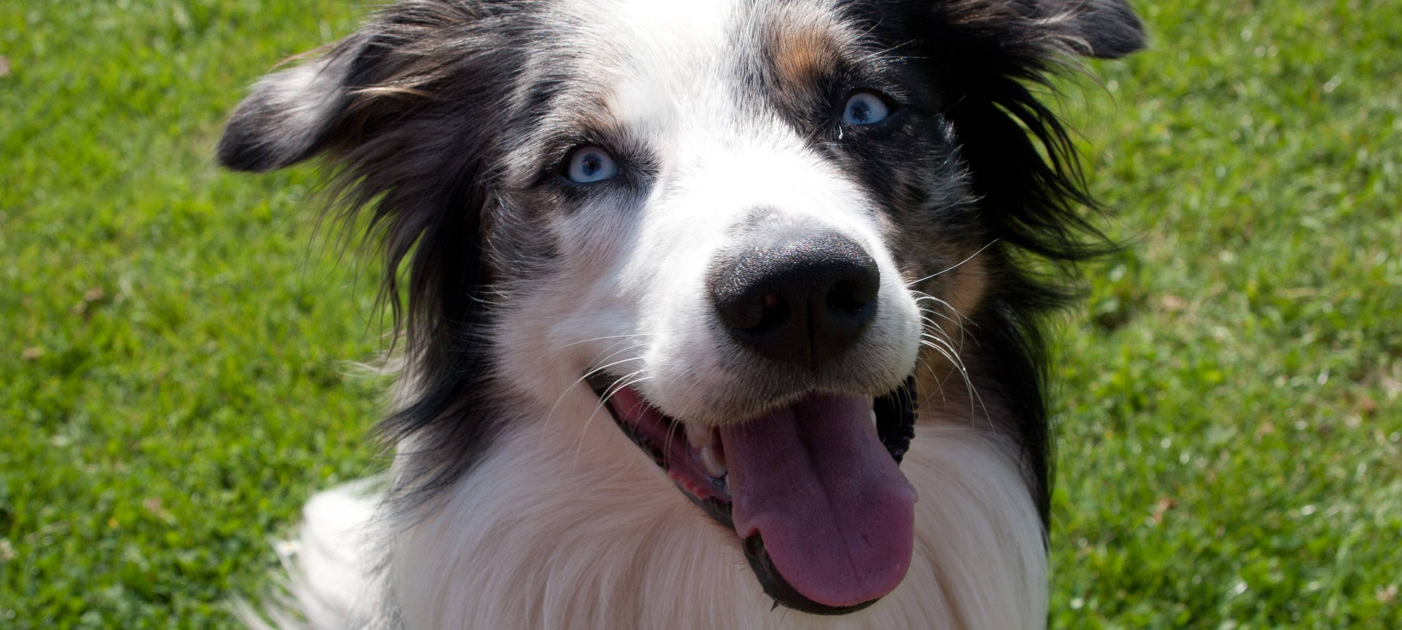 Nicht gemeldete Hunde