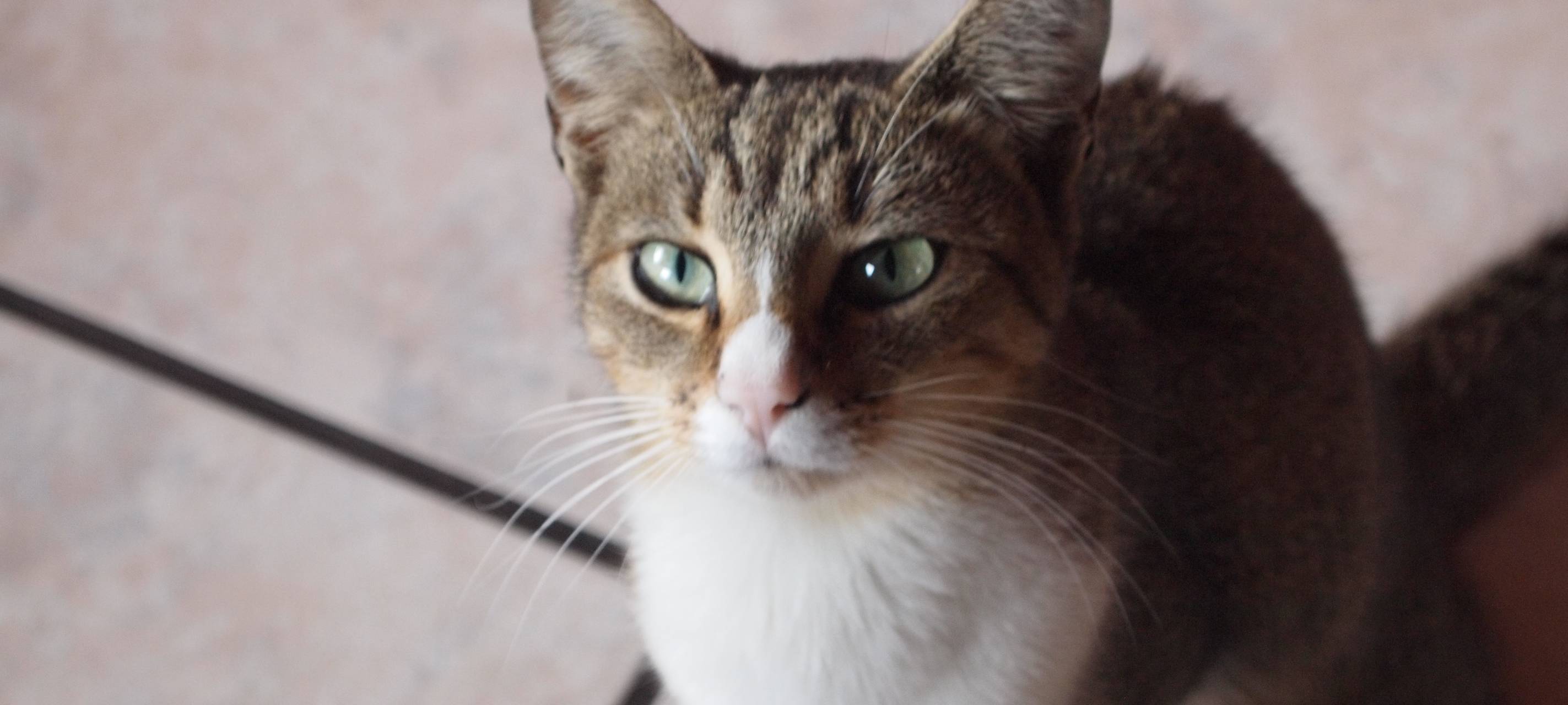 Tierheim Siegen wehrt sich gegen Vermittlungsvorwürfe