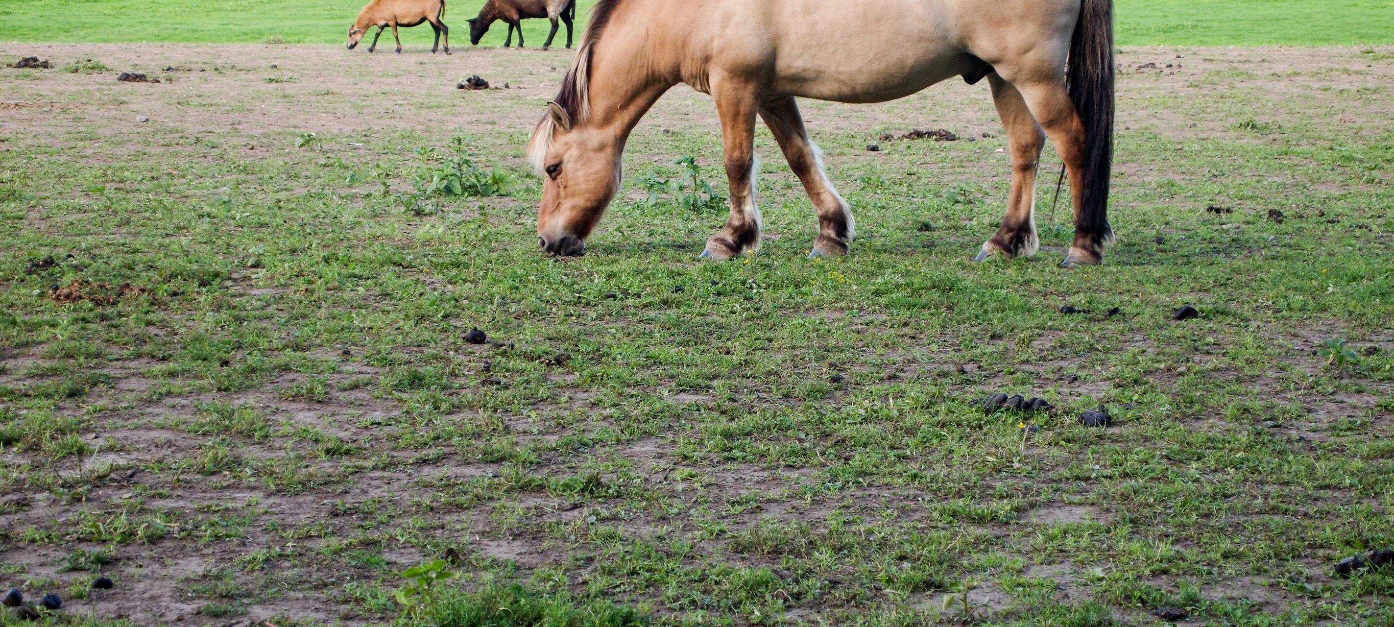 Kommt ein Pony in den Supermarkt