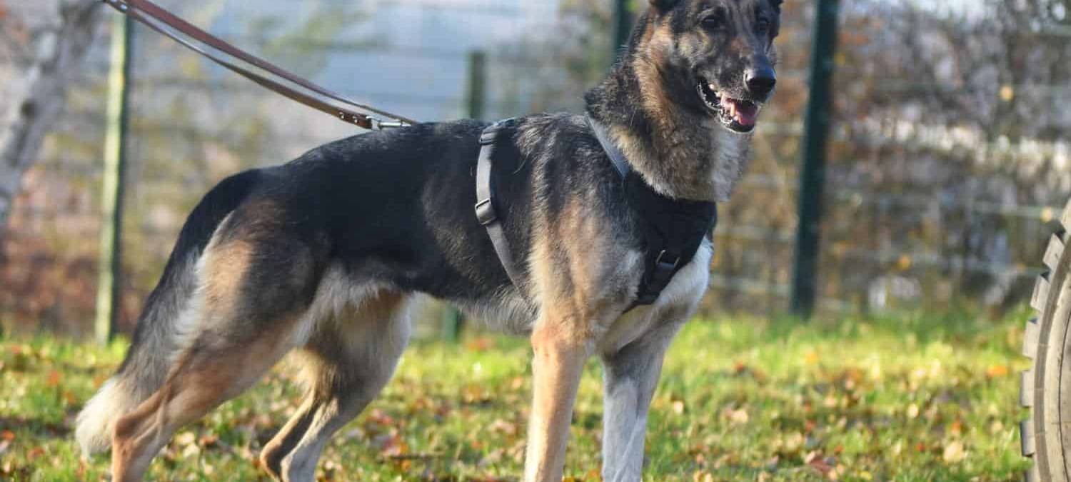 Die vier Jahre alte Schäferhund-Husky-Mixhündin Ara ist aus dem Tierheim Siegen entführt worden.